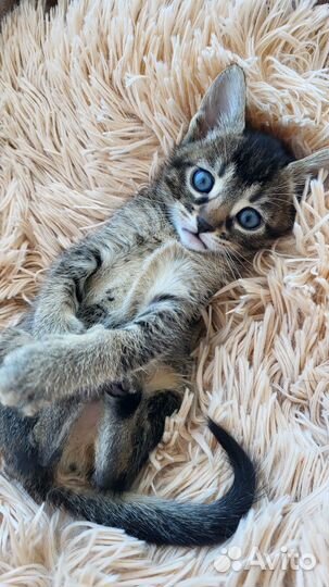 Котята ищут дом