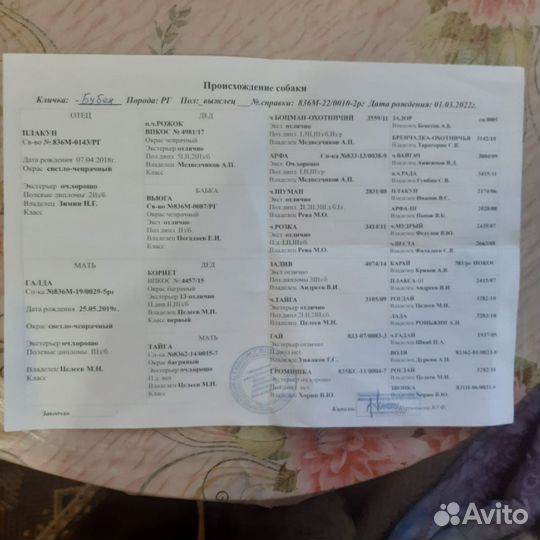 Русская гончая