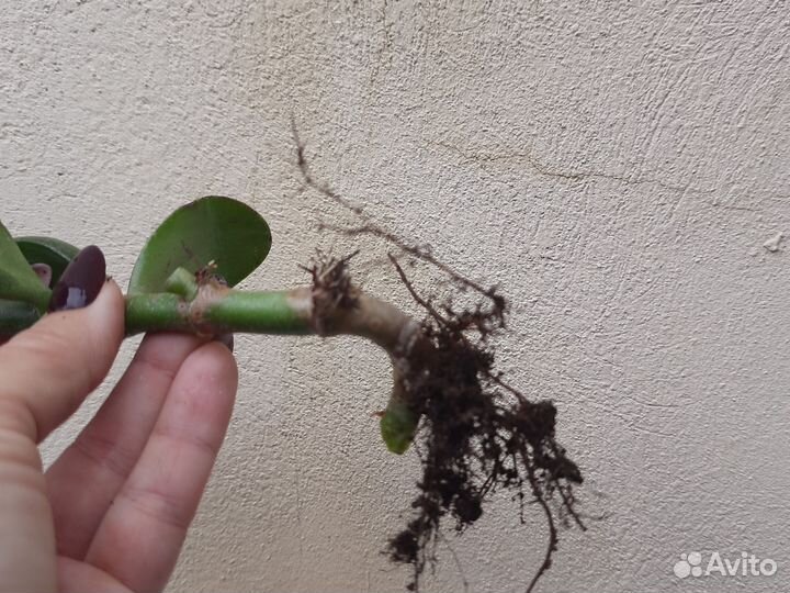 Толстянка. Денежное дерево