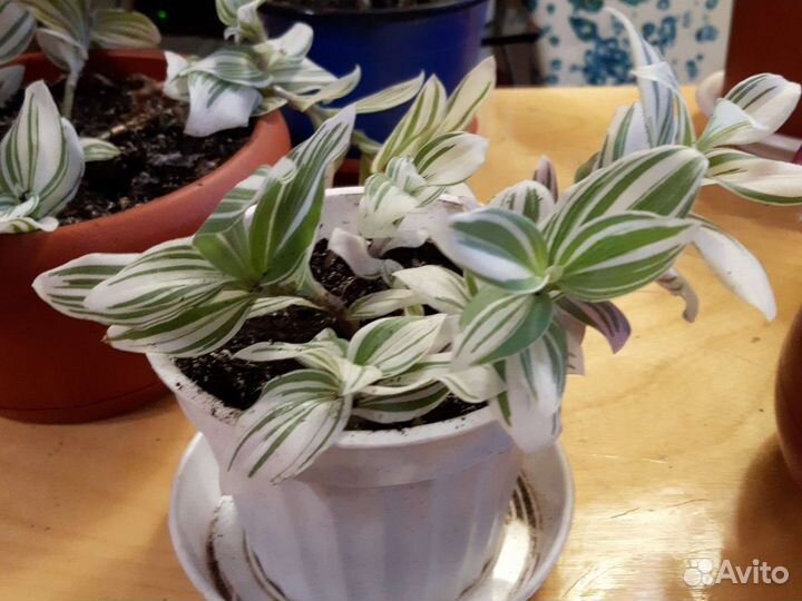 Цветы комнатные рэо традесканция алоэ вера