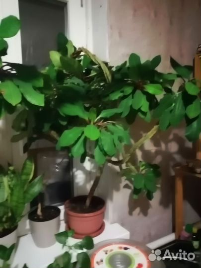Молочай беложильный