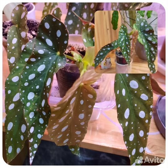 Бегония Макулата, альтернатера