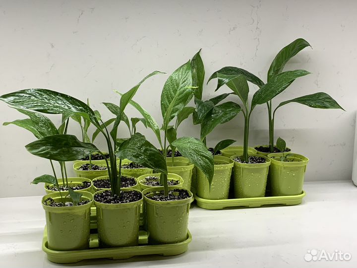 Спатифиллум