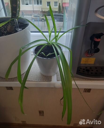 Хлорофитум в горшке