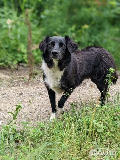 Замечательный Бублик ищет семью