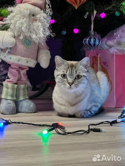 Кошечка в добрые руки