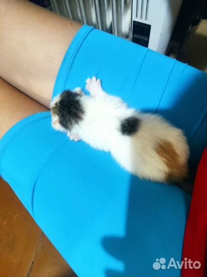 Котята в добрые руки бесплатно