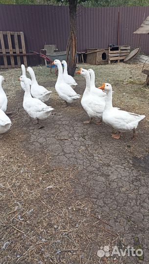 Гуси