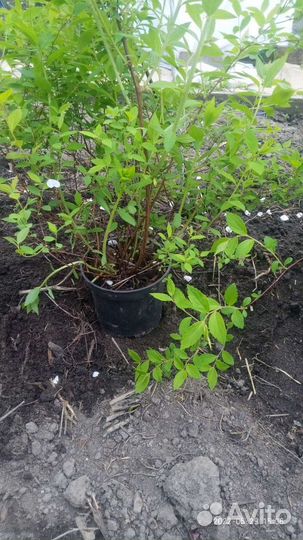 Спирея Маленькая принцесса