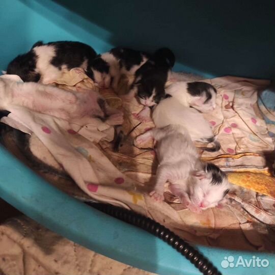 Выгул, зооняня, догситтер