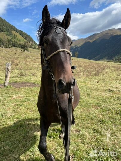 Карачаевский жеребец