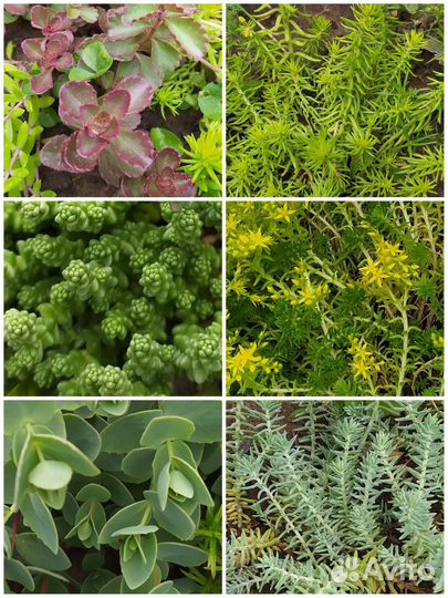 Почвопокровники разные