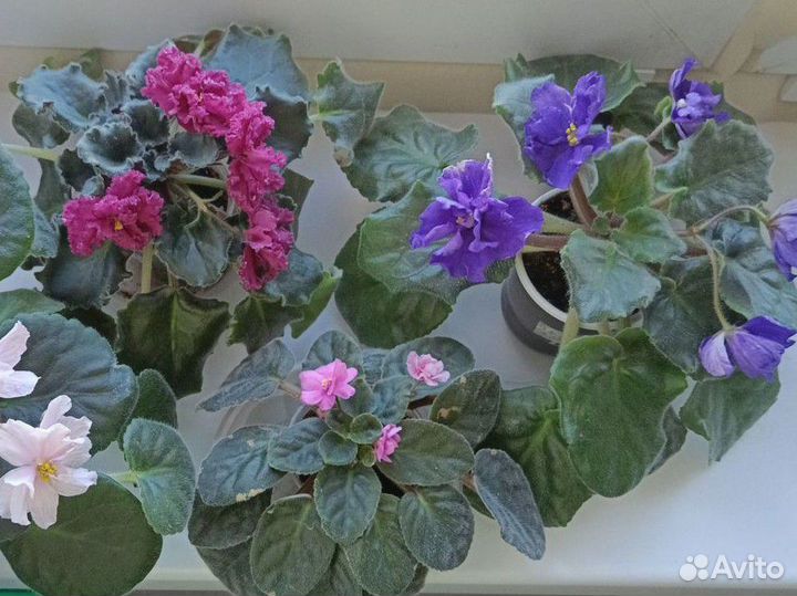 Цветущие фиалки набором