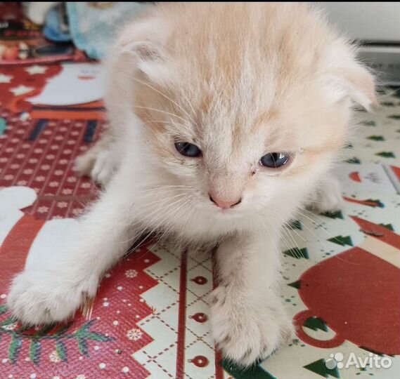 Котята, мальчики
