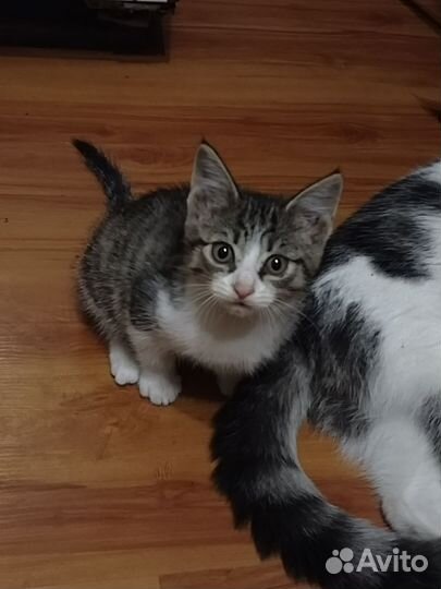 Отдам котят