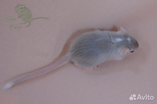 Монгольские песчанки из питомника