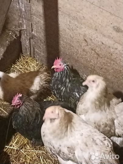 Петушки карликовый кохинхин