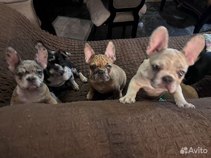 Щенки французского бульдога