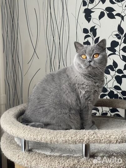 Британская короткошерстная кошка