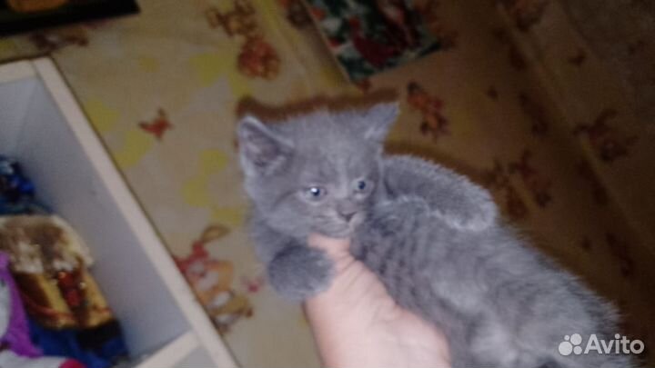 Отдам котят