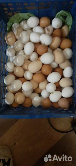 Домашние куриные яйца