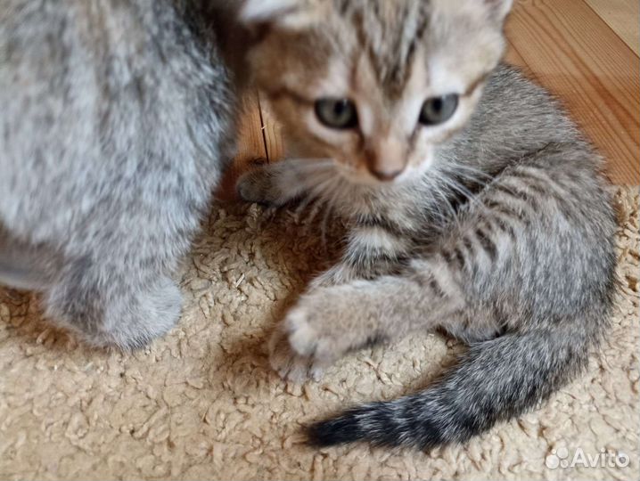 Котята британцы
