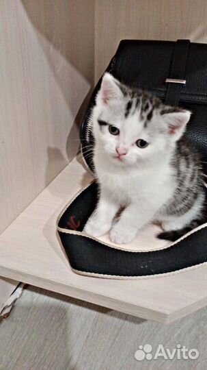 Котенок в добрые руки