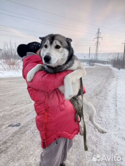 Собака в добрые руки