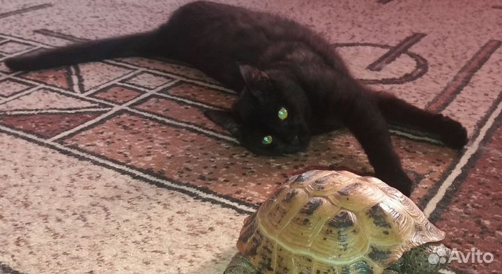 Кошки предлагают