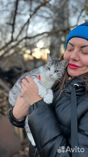 Кошка в дар