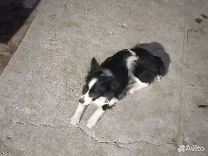 Щенки бордер колли мальчик