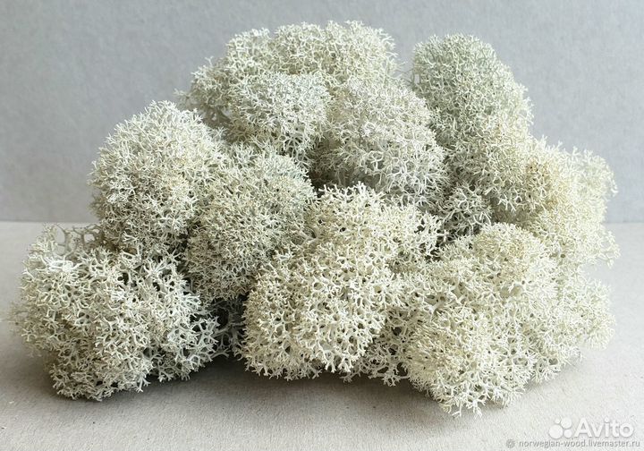 Ягель (олений мох)живой