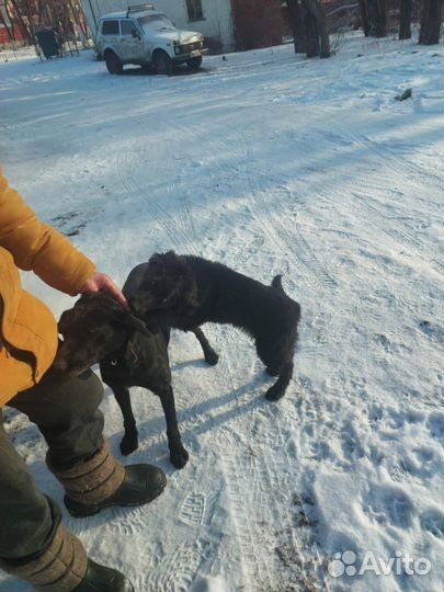 Щенки дратхаара