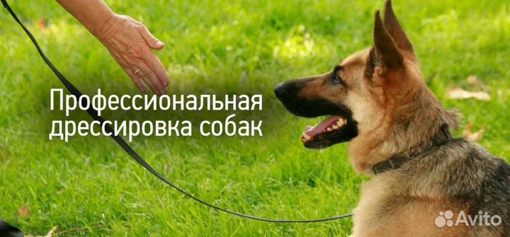 Дрессировка собак