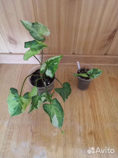 Сингониумы в ассортименте