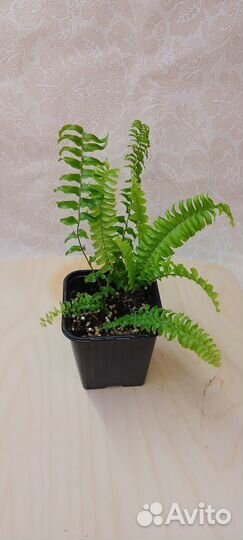 Папоротники нефролеписы