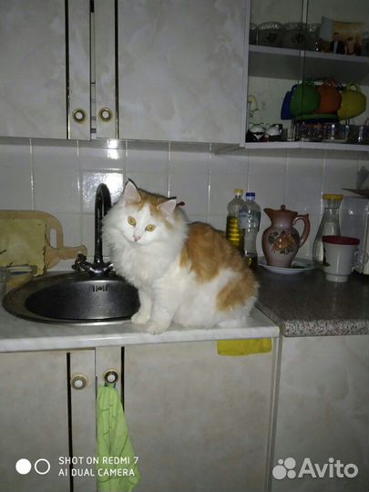 Передержка собак и кошек.Гостиница