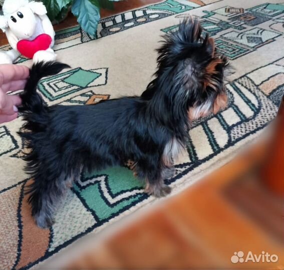 Йокширский терьер щенки