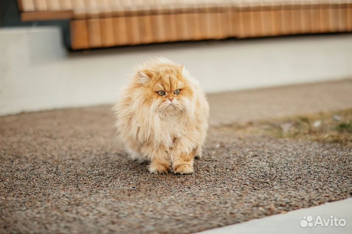 Случка кота