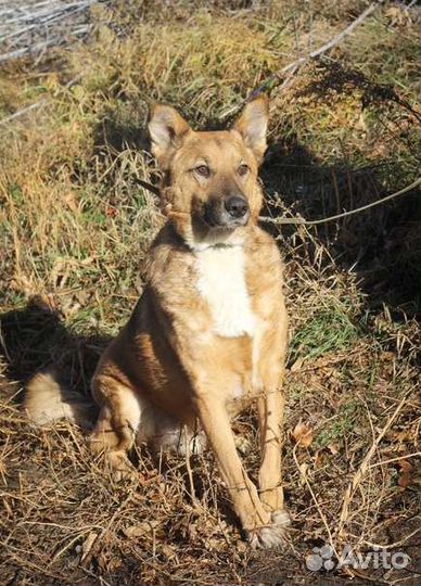 Барсюша ищет дом