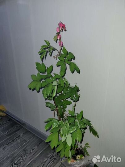 Дицентра великолепная (разбитое сердце)