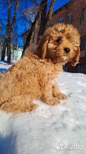 Милашка кавапу