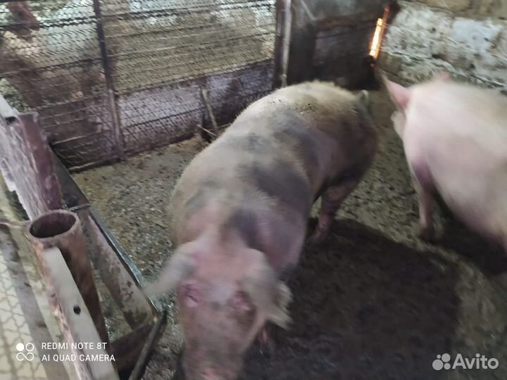 Свиньи живым весом