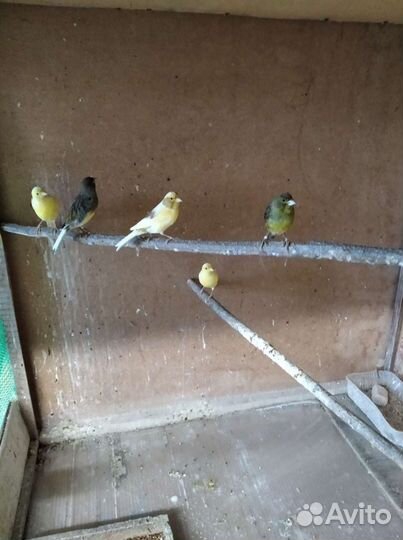 Продам Кенаря