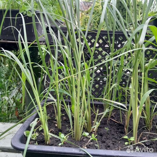 Кортадерия рассада