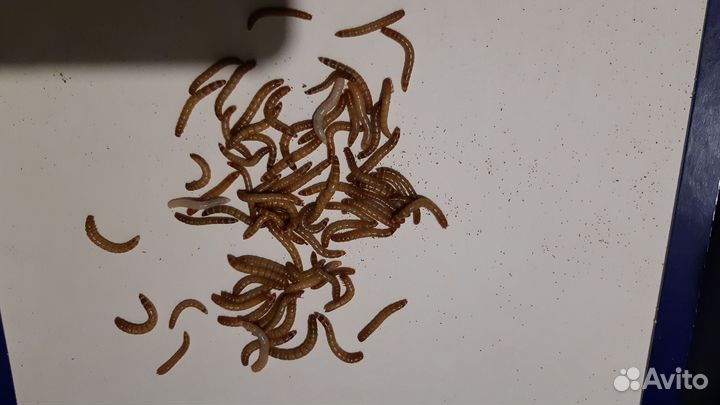 Мучной червь живой
