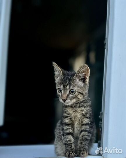 Котенок
