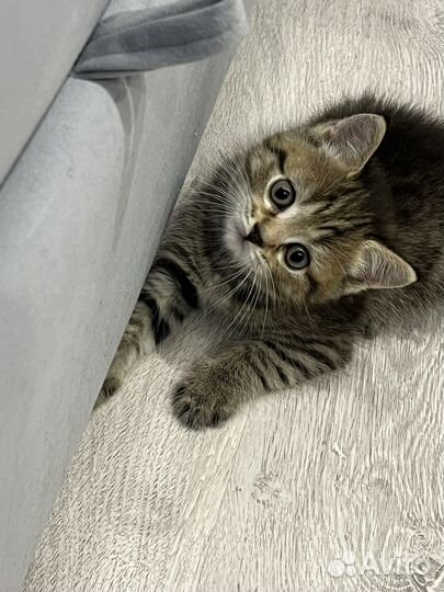Котята персидские