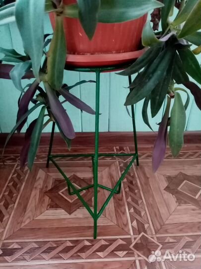 Традесканция