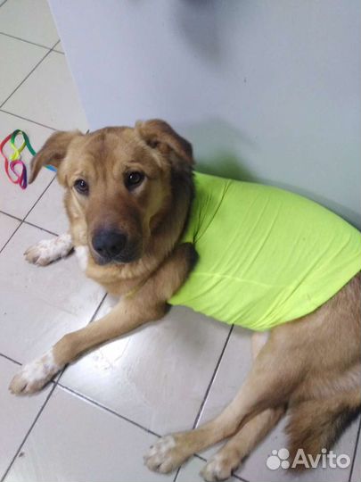 В самые добрые руки